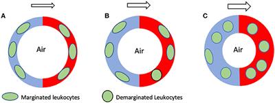 Hiding in plain sight? A review of post-convulsive leukocyte elevations